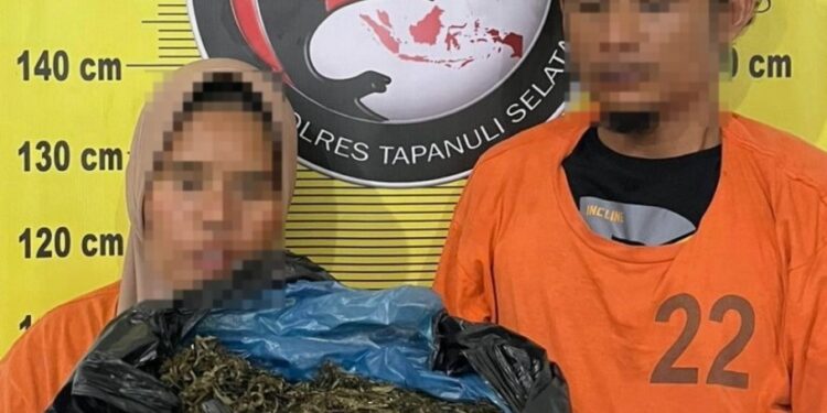 Nekat Edarkan 3 Kg Ganja, Dua Pelaku Ditangkap Saat Melintas di Angkola Muara Tais